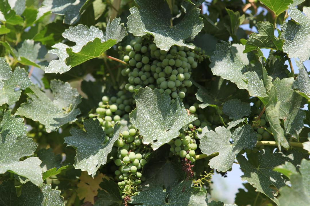 Huailai Vineyard grapes